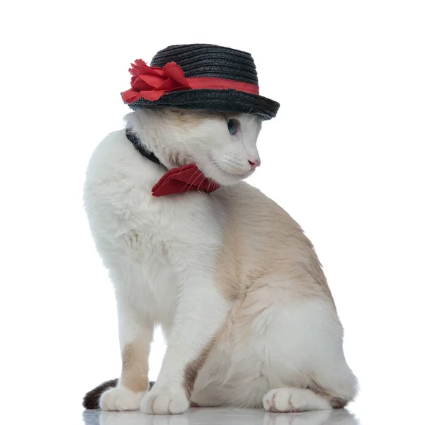 Metis kočka s černým kloboukem sedí a dívá se stranou — Stock fotografie