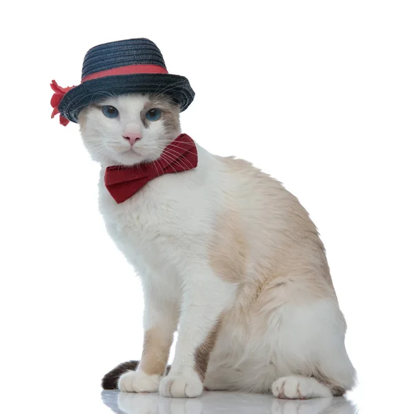 Метіс кіт в капелюсі сидить і позує з елегантністю — стокове фото