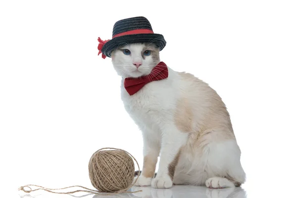 Metis γάτα με παπιγιόν και καπέλο κάθεται κοντά σε μια μπάλα — Φωτογραφία Αρχείου
