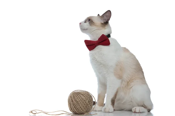 糸の玉の横に座っているメティ猫 — ストック写真