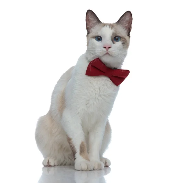 Sıkıcı kırmızı papyonlu, meskensiz oturan metis kedisi — Stok fotoğraf