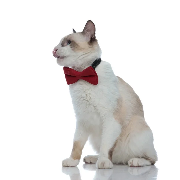 Sedento metis gato com bowtie vermelho sentado e lambendo o nariz — Fotografia de Stock