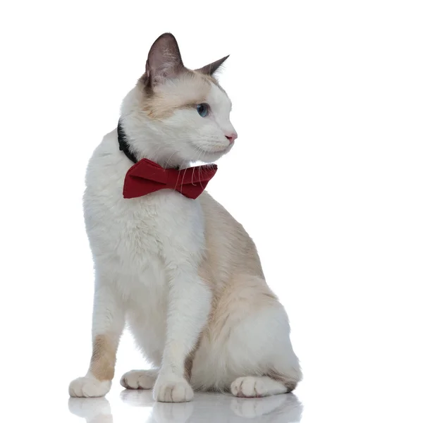 Metis gato con rojo bowtie sentado y mirando a un lado — Foto de Stock