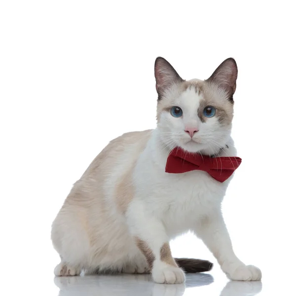 Elegante gato metis con pajarita roja sentado y mirando hacia otro lado — Foto de Stock