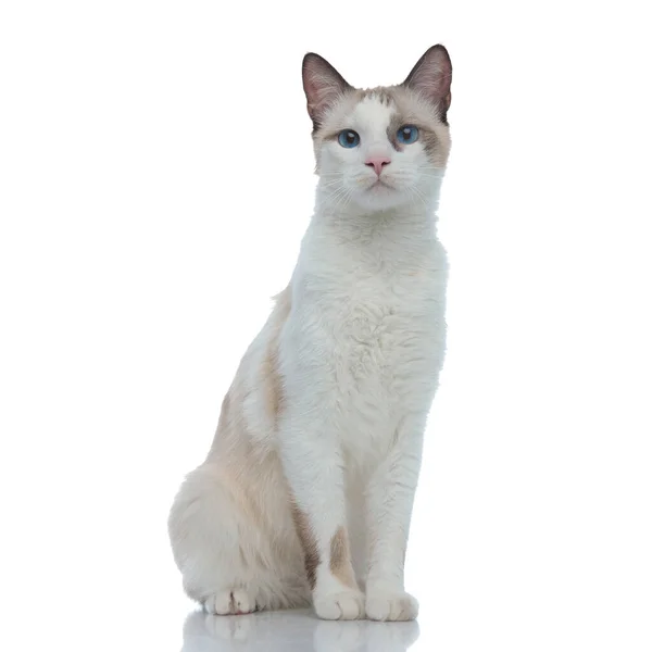 Metis kočka s bílou srstí sedí bez zaměstnání — Stock fotografie