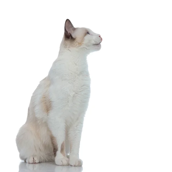 Faminto metis gato com pele branca sentado e lambendo o nariz — Fotografia de Stock