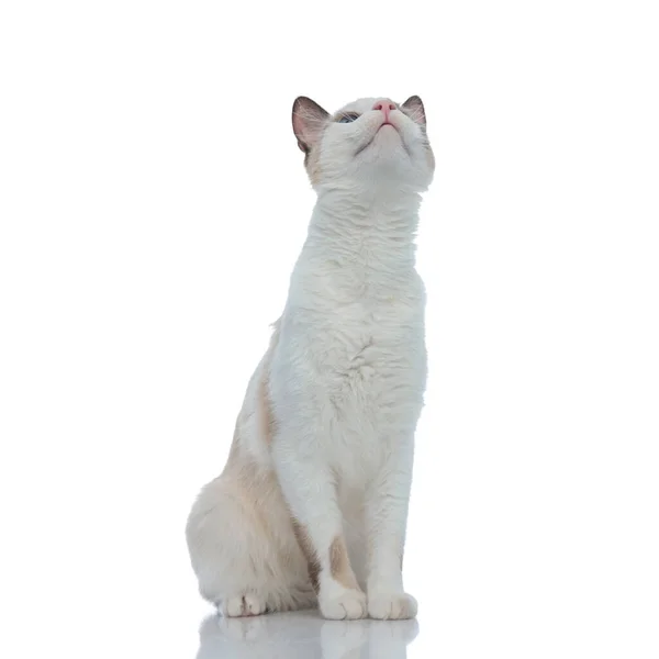 好奇的猫，白毛猫，坐着向上看 — 图库照片