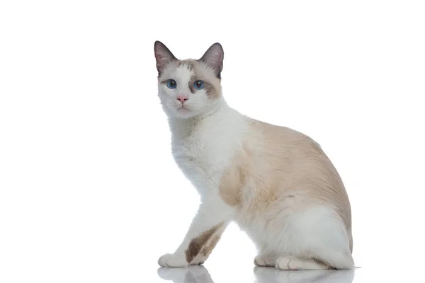 Serious metis cat with white fur sitting and looking ahead — Stock Photo, Image