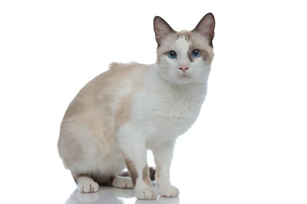 Calm metis cat with white fur looking at camera — Stock Photo, Image