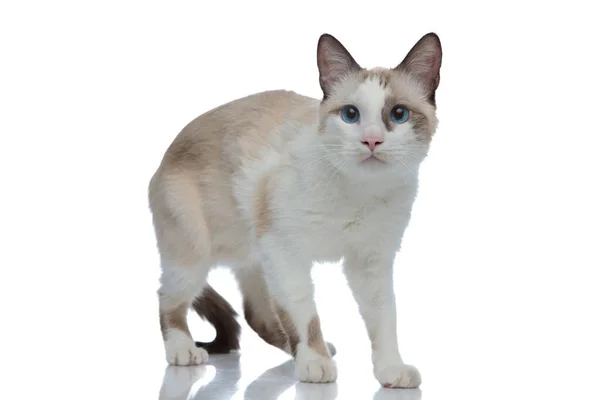 Metis kot z białym futerkiem i duże oczy stojące — Zdjęcie stockowe