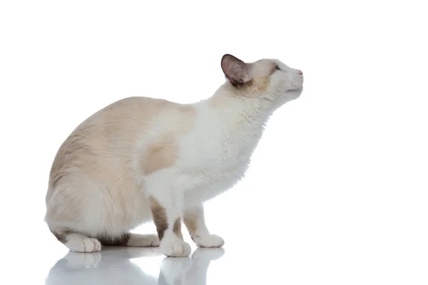 Metis macska -val fehér szőrme ül és kész ugrani — Stock Fotó