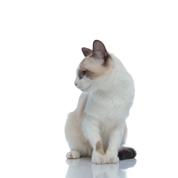 Beyaz kürklü bir kedi oturuyor ve yana bakıyor. — Stok fotoğraf