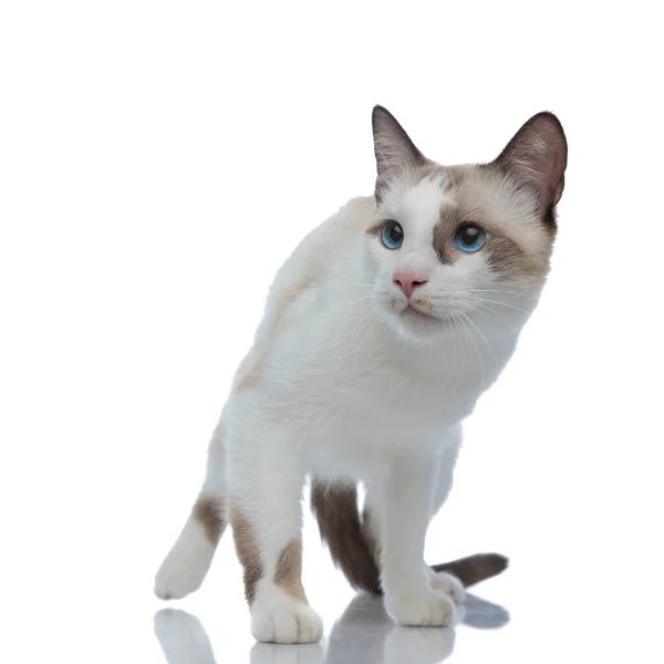 Metis cat with white fur standing and looking up — Stock Photo, Image