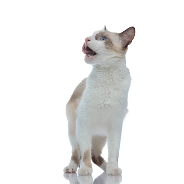 Метис кот с белым мехом стоя и облизывая рот — стоковое фото