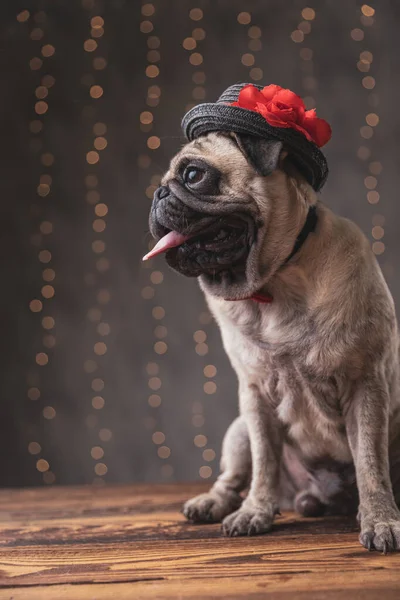 Perro pug con sombrero sentado y sacando la lengua — Foto de Stock