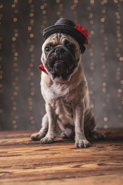 elegant pug dog wearing black hat sitting and looking away