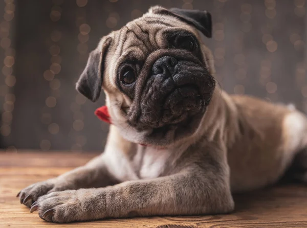 Perro pug vistiendo corbata acostado y mirando fijamente a la cámara — Foto de Stock