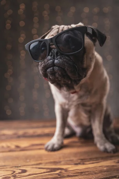grumpy pug dog wearing sunglasses sitting and looking away