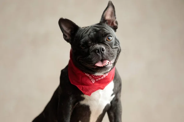 Bulldog francês vestindo bandana vermelha sentado sem ocupação — Fotografia de Stock