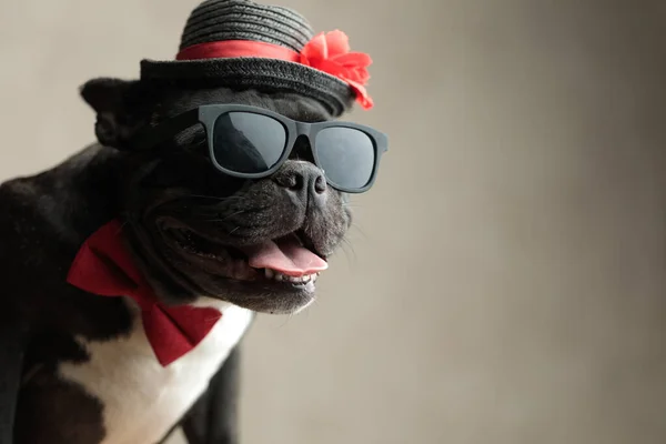 Geheimnisvolle französische Bulldogge mit Hut sitzt und schaut weg — Stockfoto