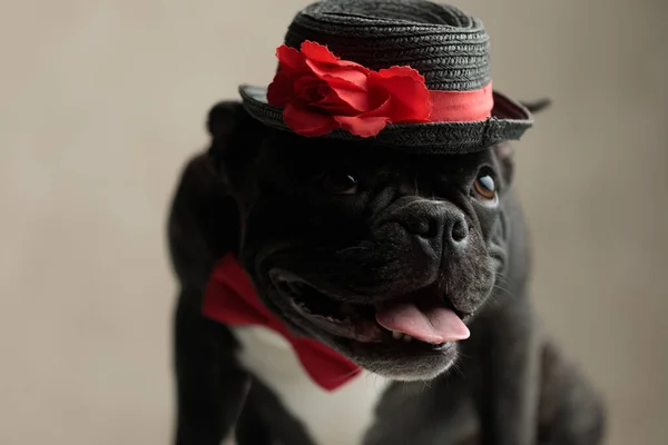 Bouledogue français portant un chapeau et levant les yeux avec la tête pliée — Photo