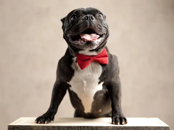 Französische Bulldogge steht auf Hinterbeinen mit entblößter Zunge — Stockfoto