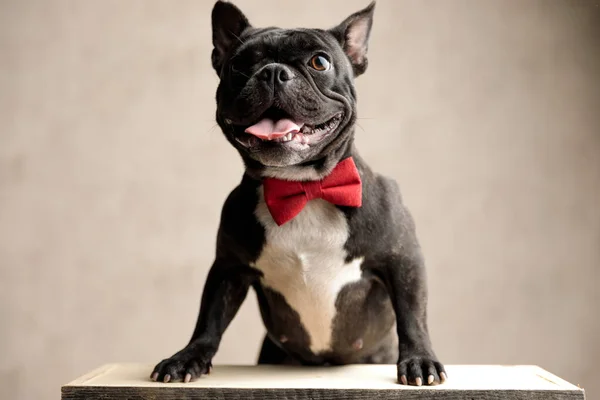 Französische Bulldogge mit Fliege auf Hinterbeinen stehend und hechelnd — Stockfoto