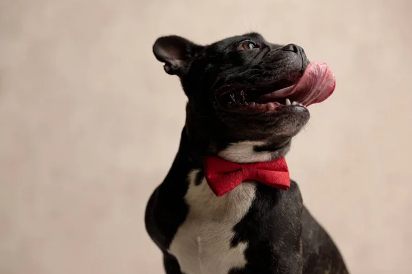 Güzel Fransız bulldog 'u kırmızı papyon takıyor ve oturuyor. — Stok fotoğraf