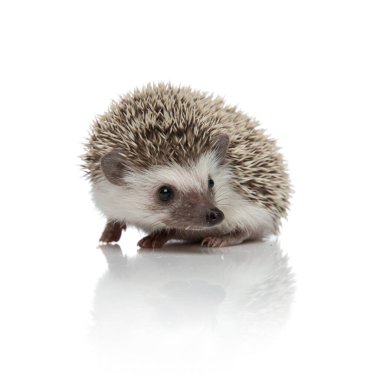 Beyaz arka planda yer almak isteyen Afrikalı bir kirpi.