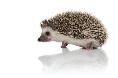 Yürüyen ve keşfeden sevimli kirpilerin yan görünüşü