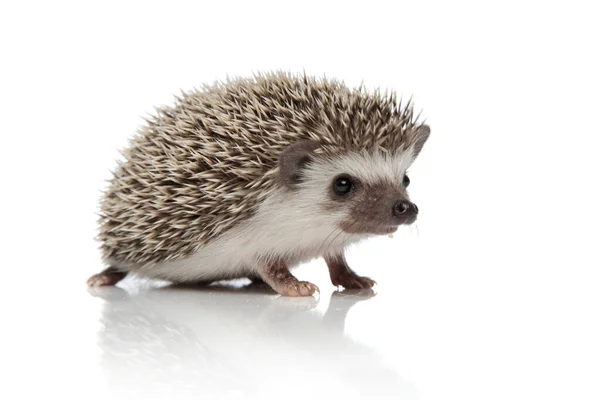 Schattig Afrikaans egel lopen op witte achtergrond — Stockfoto