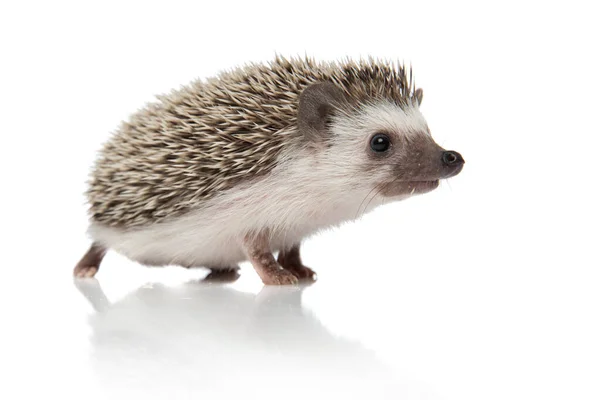 Side view of cute african hedgehog looking to side — Stock Photo, Image