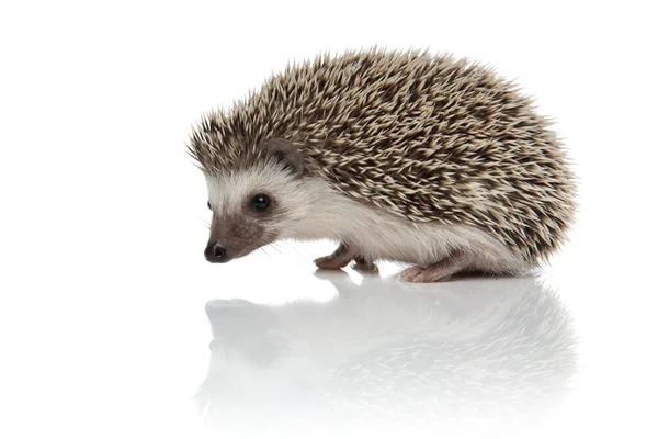 Zijaanzicht van schattig Afrikaans egel wandelen en verkennen — Stockfoto