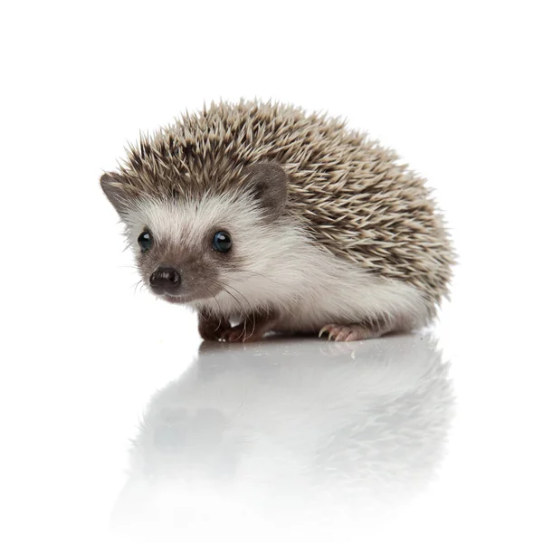 Cute african hedgehog sitting on white background — Stock Photo, Image