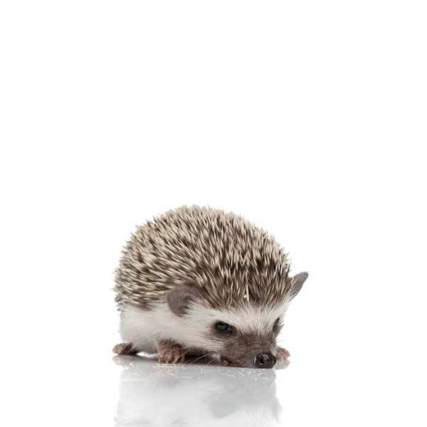 Roztomilý africký ježek čenichání na bílém pozadí — Stock fotografie