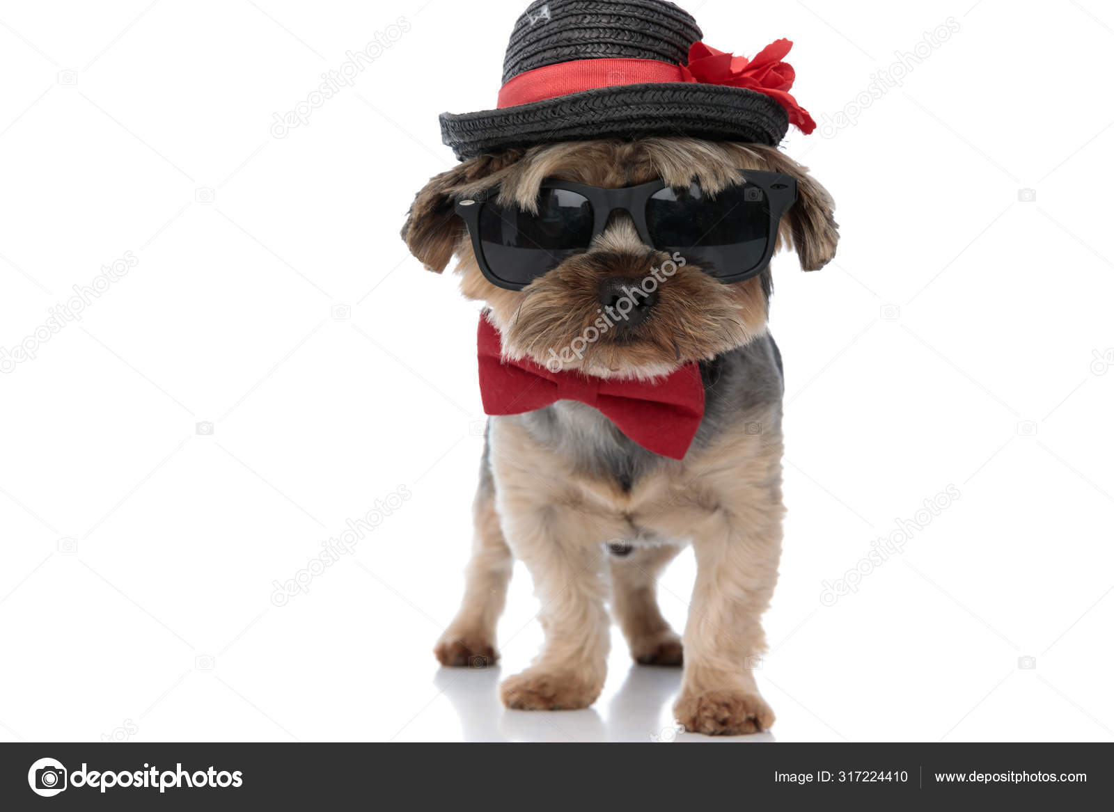 dog wearing sunglasses and hat