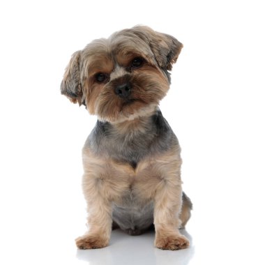 Yorkshire Terrier köpeği oturmuş kameraya bakıyor.