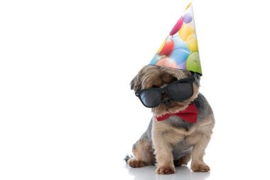 Yorkshire Teriyer köpeği. Pis görünüşlü. Burnuna güneş gözlüğü takıyor.