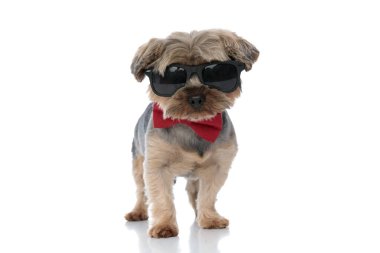 Yorkshire Terrier köpeği serin güneş gözlüğünün arkasında kameraya bakıyor.