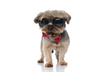 Yorkshire Terrier köpeği güneş gözlüğü takıyor ve esniyor.