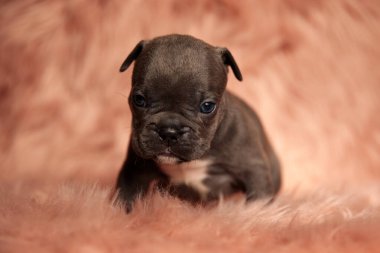 Kahverengi kürklü Amerikalı zorba köpek kameraya bakıyor.