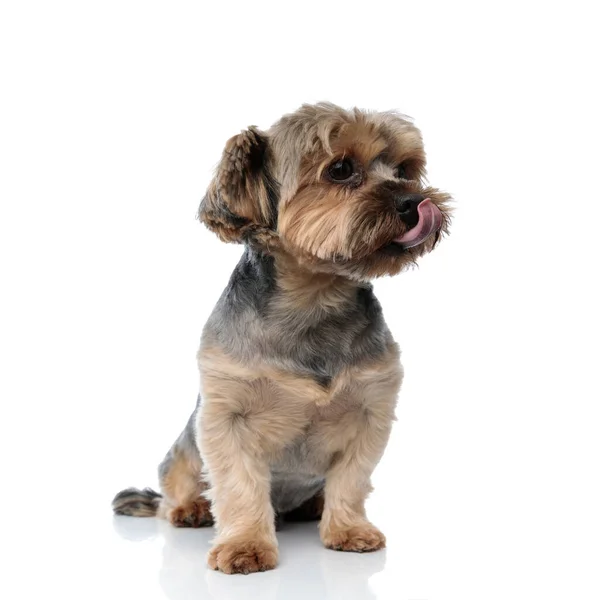 Yorkshire terrier perro sentado y lamiendo la nariz mientras busca asi —  Fotos de Stock