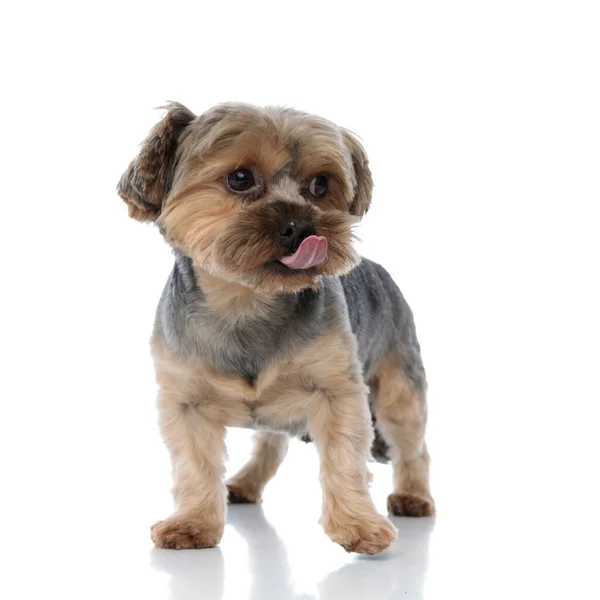 Yorkshire terrier dog with brown fur standing and licking nose — Stock Photo, Image