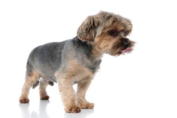 Yorkshire terrier cão com pele marrom de pé e lambendo a boca — Fotografia de Stock