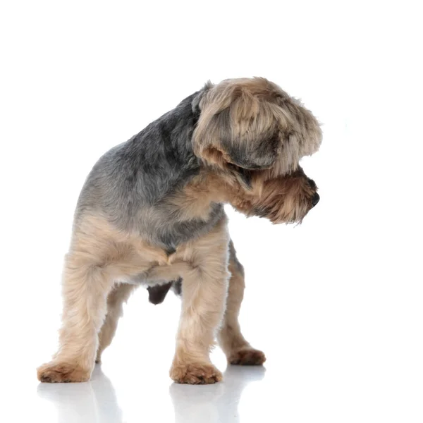 Yorkshire terrier cão com pele marrom de pé e olhando para o lado — Fotografia de Stock