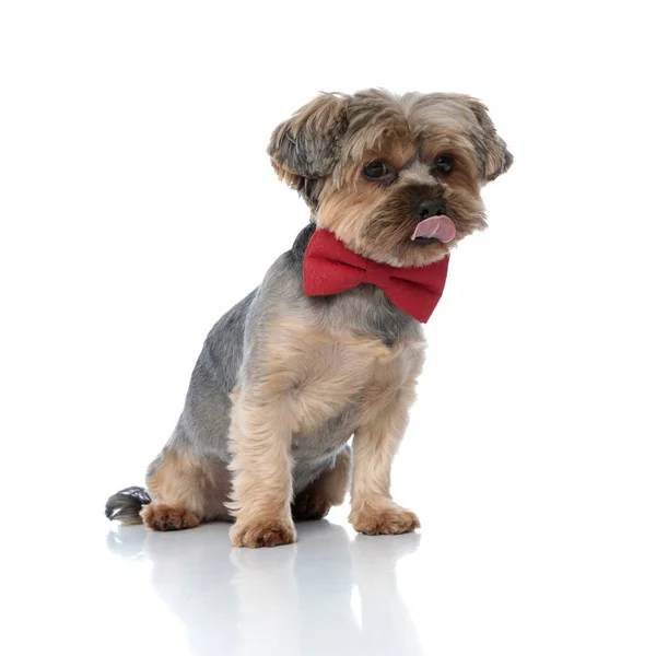 约克郡的小狗，头戴红色领带，坐着舔毛 — 图库照片
