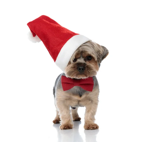 Yorkshire terriër hond draagt kerst hoed terzijde — Stockfoto
