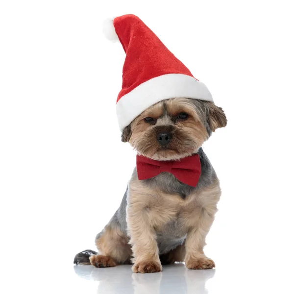 Yorkshire Teriyer köpeği Noel şapkası takıyor ve sıkılıyor. — Stok fotoğraf