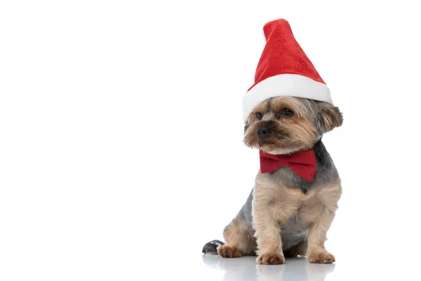 Yorkshire terrier cão vestindo chapéu de Natal sentado e olhando — Fotografia de Stock