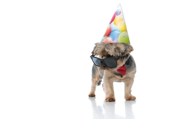 Yorkshire terrier perro con gafas de sol en la nariz y mirando asi — Foto de Stock